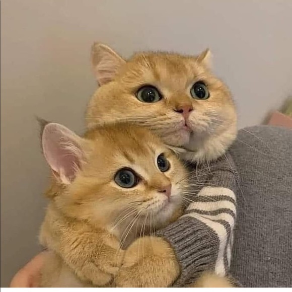 Meet your Posher, Emily - Picture 1 of 1